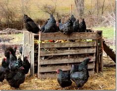 a group of black chickens standing around a wooden crate