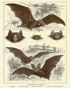 an old book with bats flying over it's head and other creatures around them