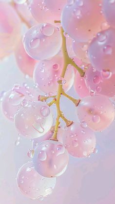 water droplets on the petals of a pink flower