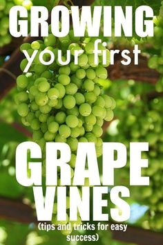 grapes growing on a vine with the words growing your first grape vines tips and tricks for easy