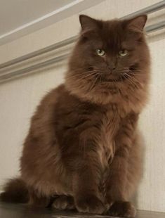 a brown cat sitting on top of a shelf