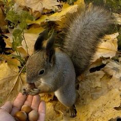 a squirrel eating nuts from someone's hand