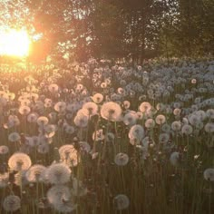 the sun is setting over a field full of dandelions