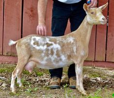 a man standing next to a brown and white goat in front of a red fence