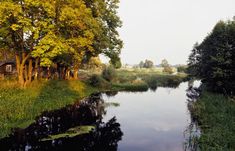 a river running through a lush green forest