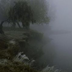 a foggy river with trees and grass on the bank