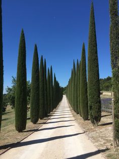 a dirt road lined with tall trees on both sides and blue sky in the background