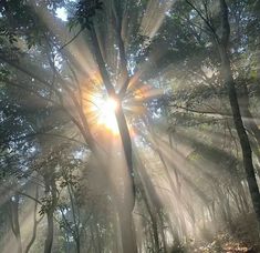 the sun is shining through the trees in the forest