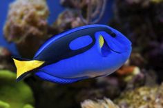 a blue and yellow fish swimming in an aquarium