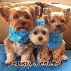 three small dogs wearing blue bandanas on top of a couch