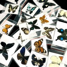 a bunch of butterflies that are on display