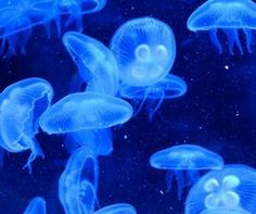 blue jellyfish swimming in an aquarium tank