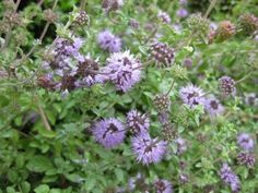 some very pretty purple flowers with green leaves