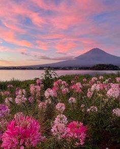 pink and white flowers are in the foreground with a mountain in the background at sunset