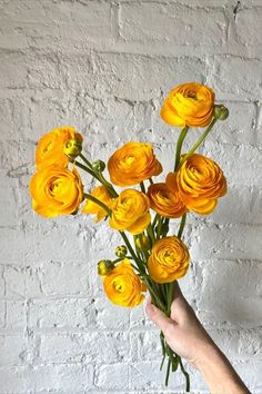 a hand holding yellow flowers against a white brick wall