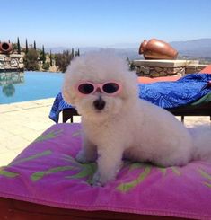 a small white dog wearing sunglasses sitting on top of a pink blanket next to a pool