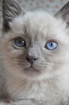 a close up of a cat with blue eyes