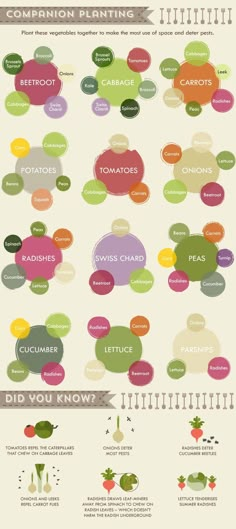 the different types of vegetables that can be used to make an info sheet for your website