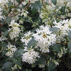 white flowers are blooming on the branches of trees