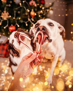 two dogs with candy canes in their mouths