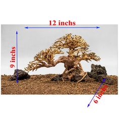 an image of a bonsai tree on display with measurements for the size and height