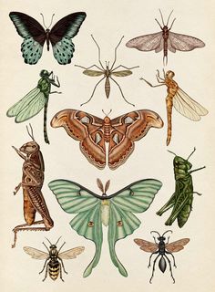 an image of insects and moths