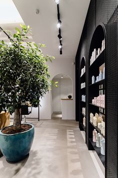 a large potted plant sitting in the middle of a room next to shelves filled with personal care items