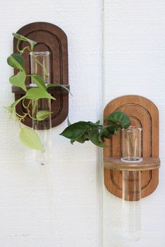 two glass vases with plants in them are on the wall next to each other