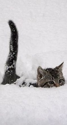 a cat that is laying in the snow