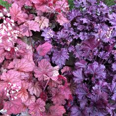 purple and red leaves are growing next to each other