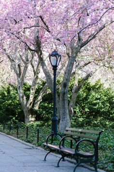 a park bench sitting next to a tree filled with pink flowers