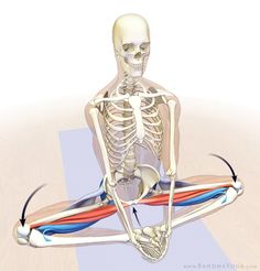 an image of a skeleton doing yoga with muscles highlighted in the lower half and upper half