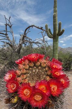 a cactus with red flowers in the desert