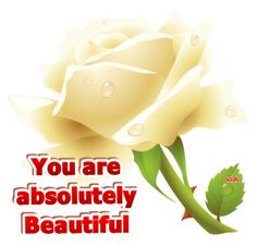 a white rose with the words you are absolutely beautiful