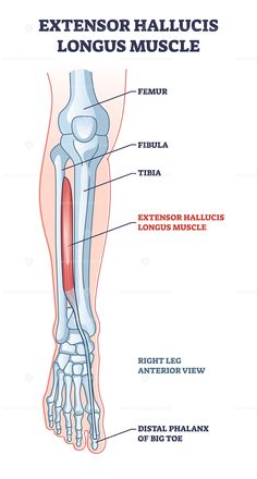 an image of the muscles and their corresponding bones, labeled in red on a white background