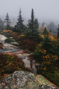 trees and rocks in the woods on a foggy day with colorful foliage around them