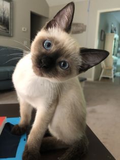 a siamese cat with blue eyes sitting on top of a table in a living room