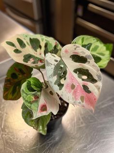 a potted plant with green, pink and white leaves sitting on top of a metal table