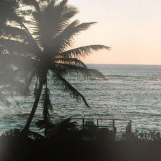 a view of the ocean from behind a palm tree