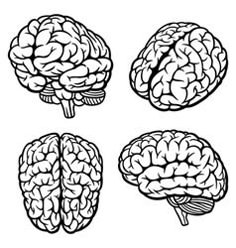 four different types of brain on a green background