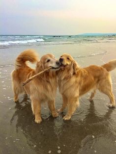 two dogs on the beach with a stick in their mouth