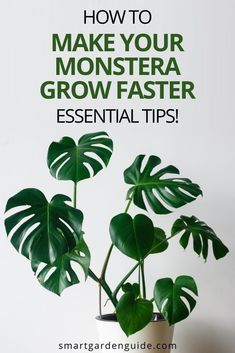 the complete guide to monstera delicasa care