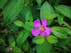 Osbeckia octandra, the eight stamen osbeckia, is a plant species in the genus Osbeckia of the family Melastomataceae. It is considered to be endemic to Sri Lanka, where it is known as "Heen Bovitiya - හීන් බෝවිටියා" in Sinhala language. Plant Species, Office Building, Native Plants, Sri Lanka, The Family, Building, Plants, Beauty, Quick Saves