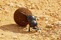 two black bugs crawling on the ground next to a rock and dirt area with rocks