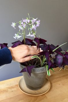 6 Reasons Every Home Needs a Purple Shamrock Houseplant Purple Heart Plant, Shamrock Plant, Purple Shamrock, Plant Care Houseplant, Purple Plants, Plant Hacks, Garden Help, Home Needs