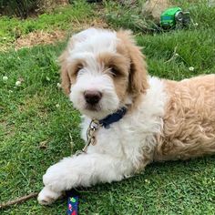 a white and brown dog laying in the grass