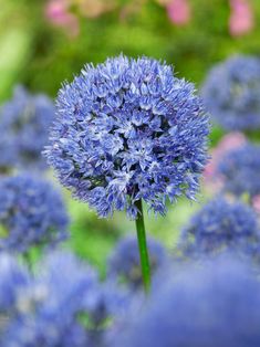 a close up of a blue flower with blurry background