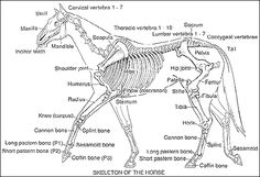 the skeleton of a horse is shown in black and white, with words describing its features