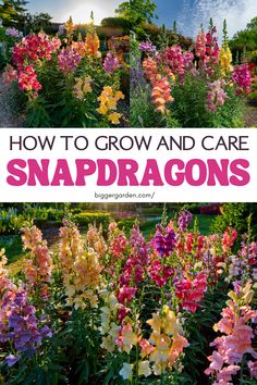 Explore How To Grow Snapdragons through effective Growing Snapdragons practices, showcasing the Best Cut Flowers To Grow. Feature Snap Dragon Flowers in your Cut Flower Arrangements for a stunning Picking Garden, rooted in Garden Core concepts and enriched with Plants Unique for thoughtful Planning Garden. Zone 9 Gardening, Snapdragon Flowers, Growing Cut Flowers, Garden Pest Control, Flower Farmer, How To Grow Taller, Garden Pests, English Garden