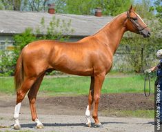 a man standing next to a brown horse